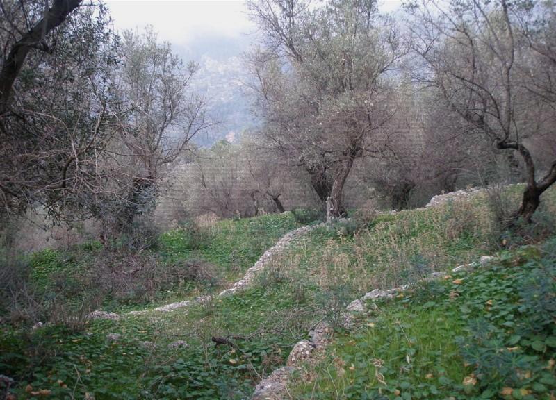 Olivar de 6.000 m2 aprox.